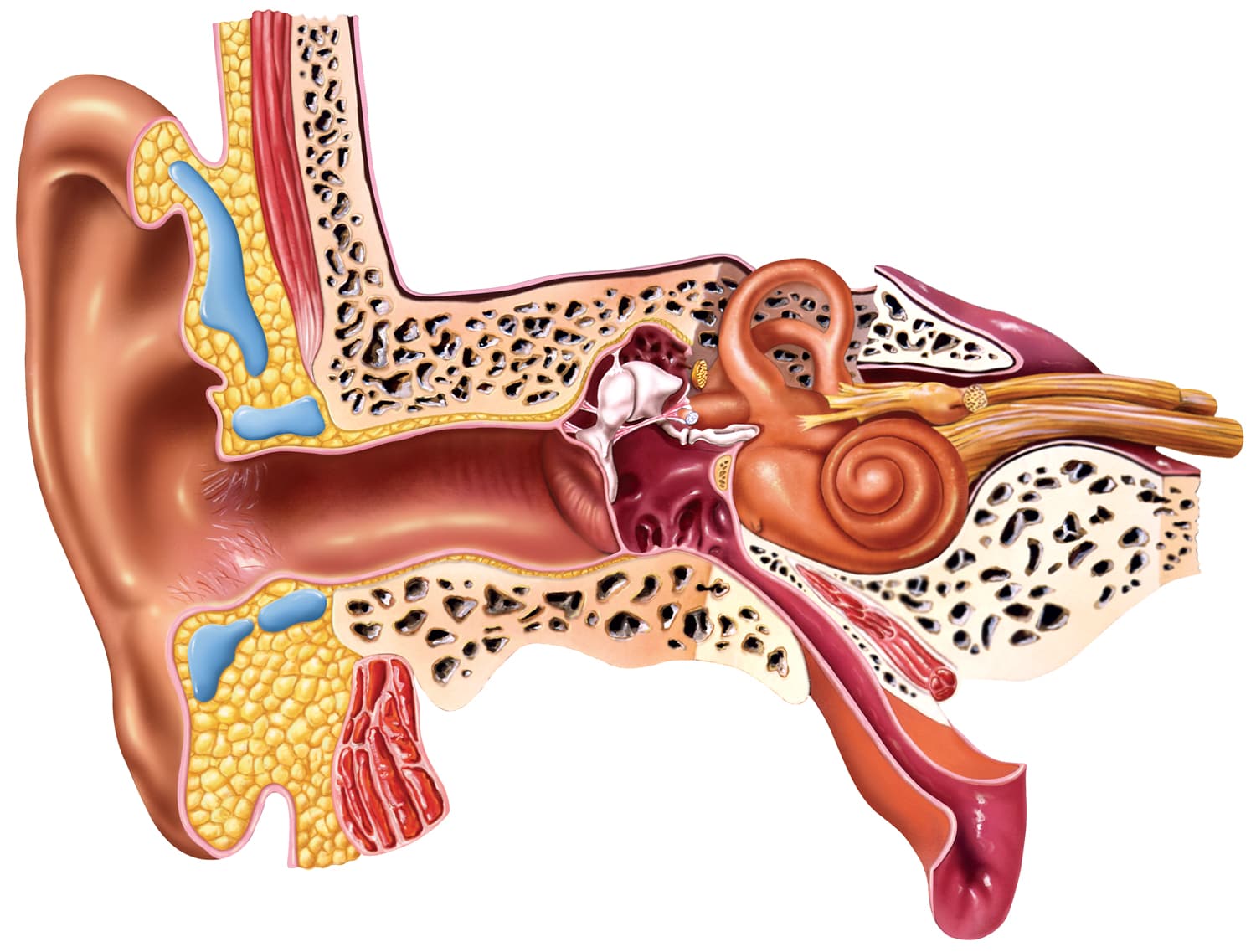 Human Ear Anatomy Illustration by Emberleaf Creative Studio