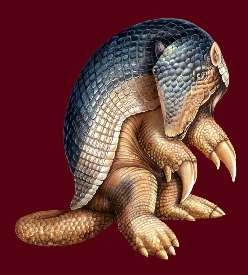 Armadillo Realistic by Emberleaf Creative Studio